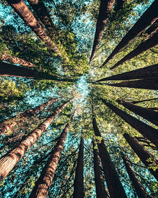 Environmental Impact Assessment 
